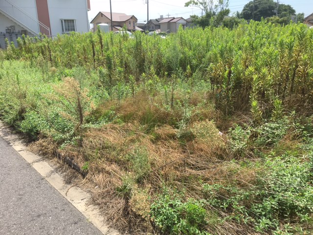 千葉除草作業　空き地の画像