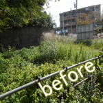 市原市　除草作業　草刈り作業前画像